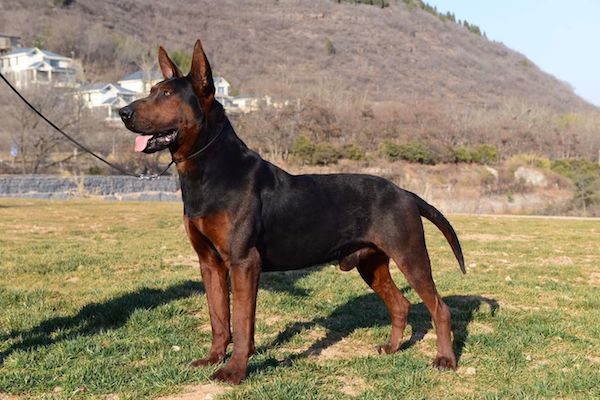 The Chinese Red Dog Breed aka Laizhou Hong – How Well Do You Know Them?