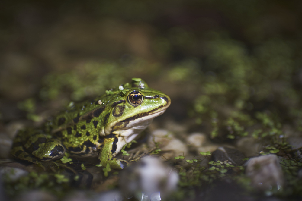 Common Frog