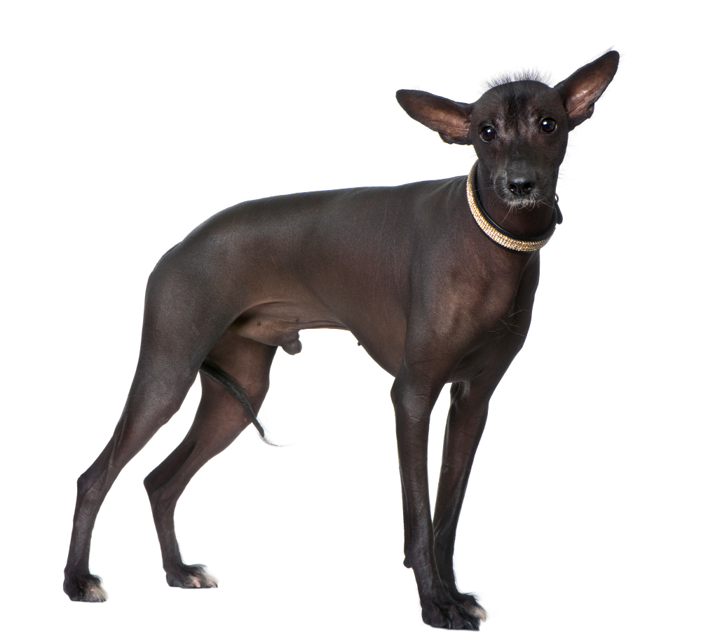 peruvian hairless dog