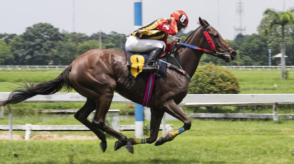 Race horse and jockey jumping over a hurdle