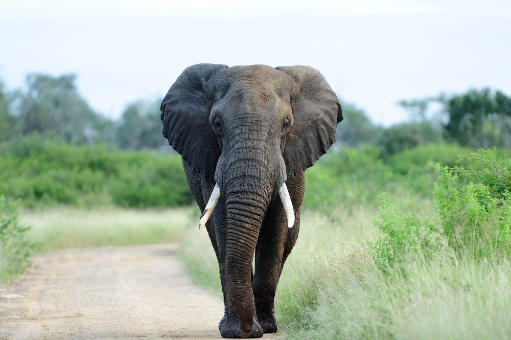 How Has The Study Of Mammal Behavior Helped Researchers Understand Human Behavior?