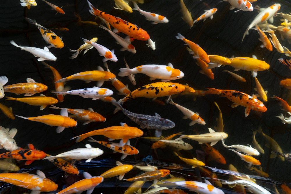 How Do Fish Benefit The Ecosystem?