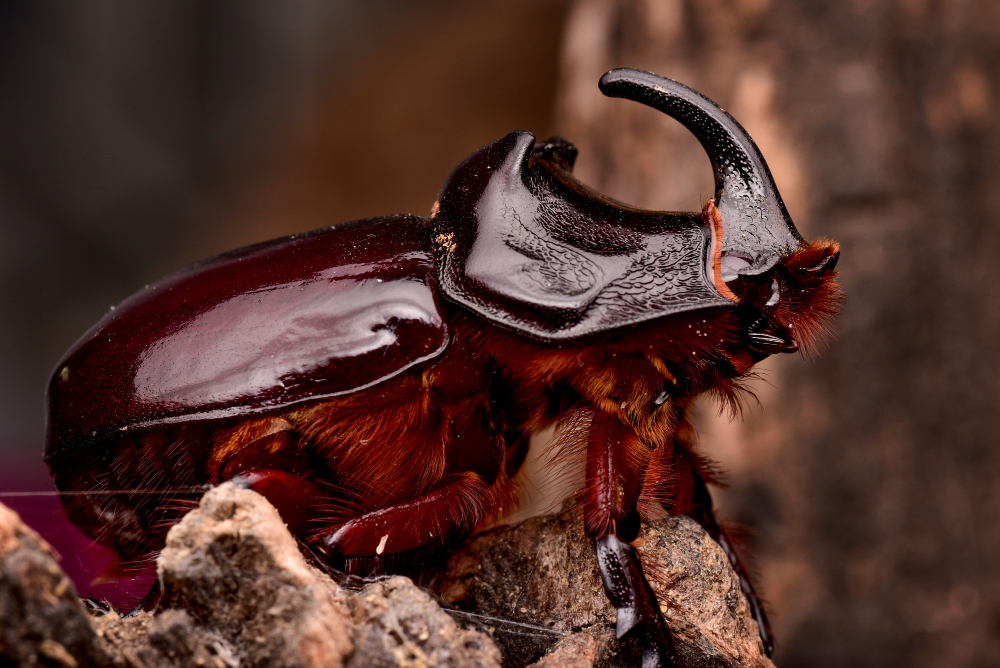 Insects