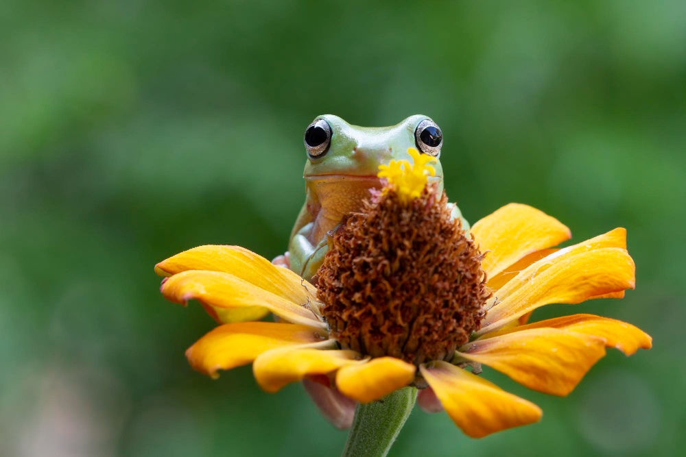 How to Create a Naturalistic Habitat for Amphibians