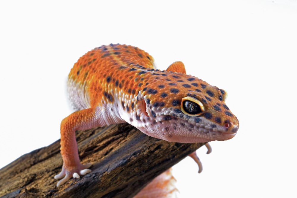 How to Care for a Reptile: The Ultimate Guide