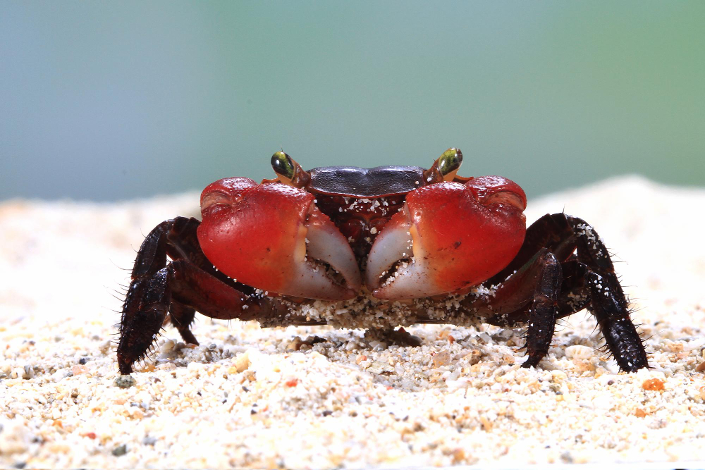 How do crustaceans help maintain water quality in ecosystems?