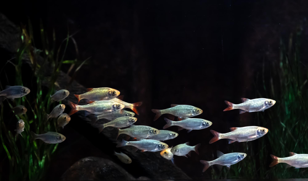 How Do Fish Adapt To Their Environment?