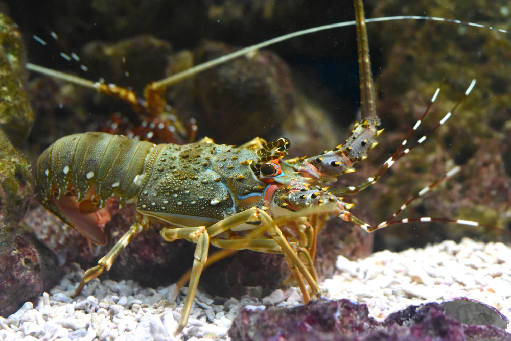 What Is The Importance Of Crustaceans In The Food Chain?