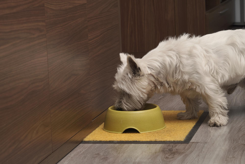 A brief history of pet food: from table scraps to kibble and beyond!