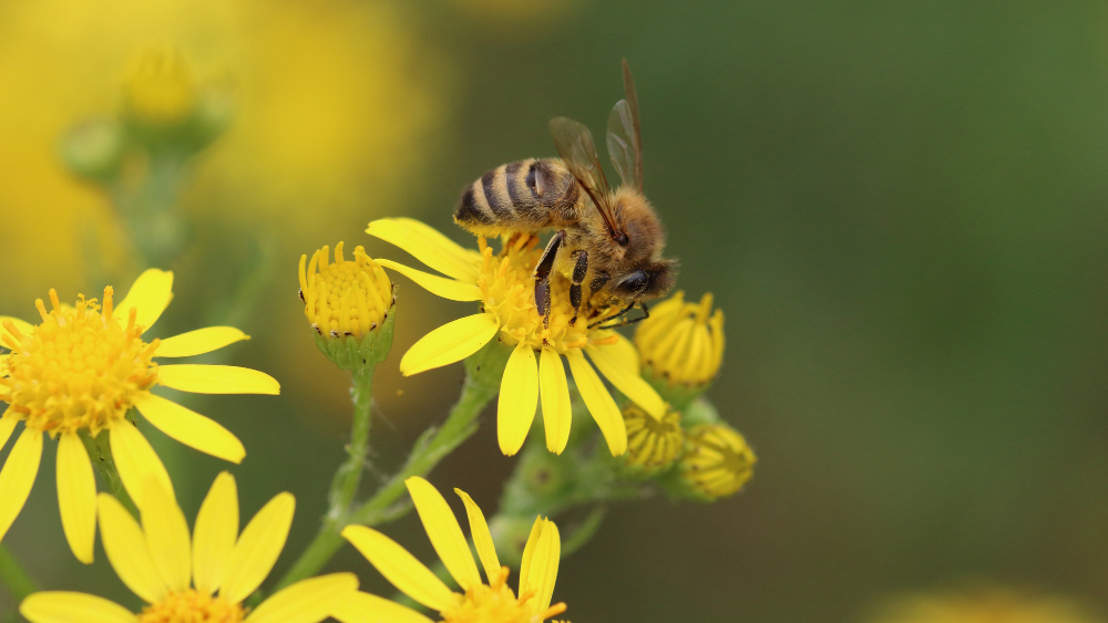 Insects in nature may be the key to understanding human behavior!