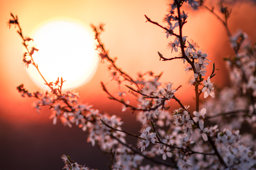 Discover the hidden meaning of flowers and how they're connected to the moon