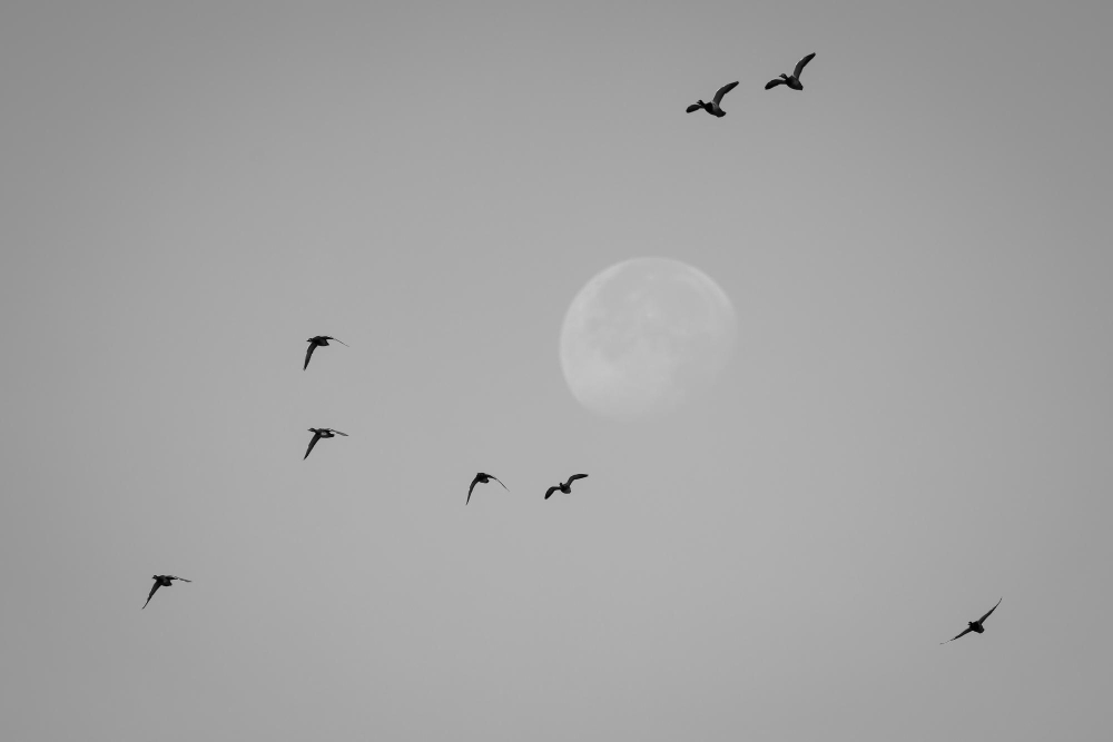 Why Lunar phases affect bird migrations