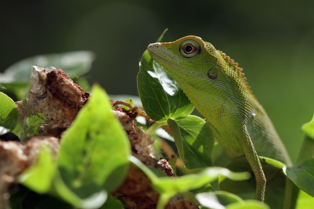 10 Bizarre Things Reptiles Eat!