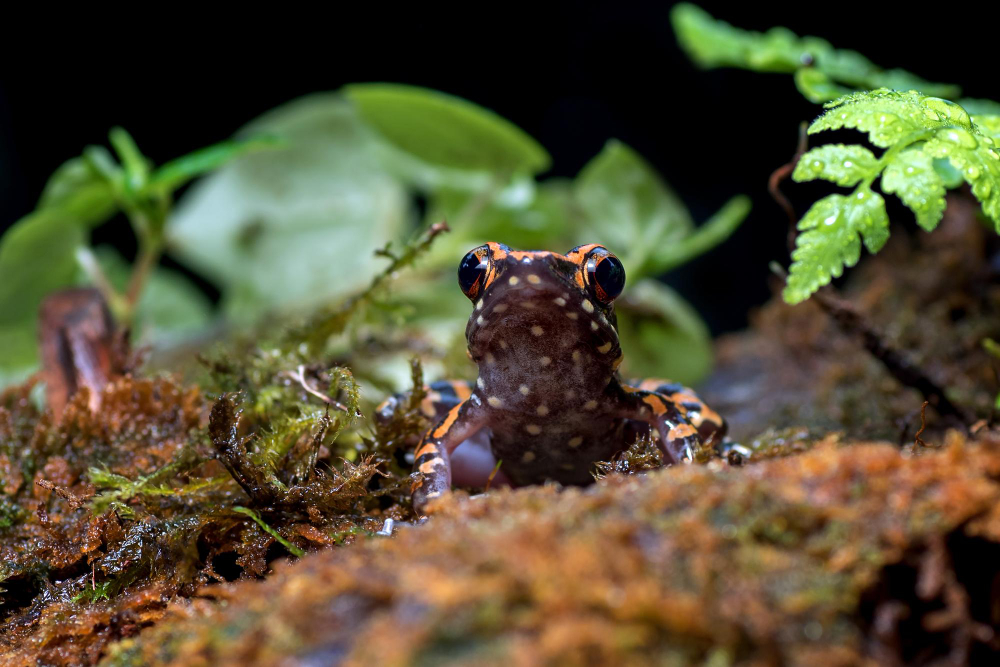 A Beginner's Guide to Spotting Amphibians in the Wild!