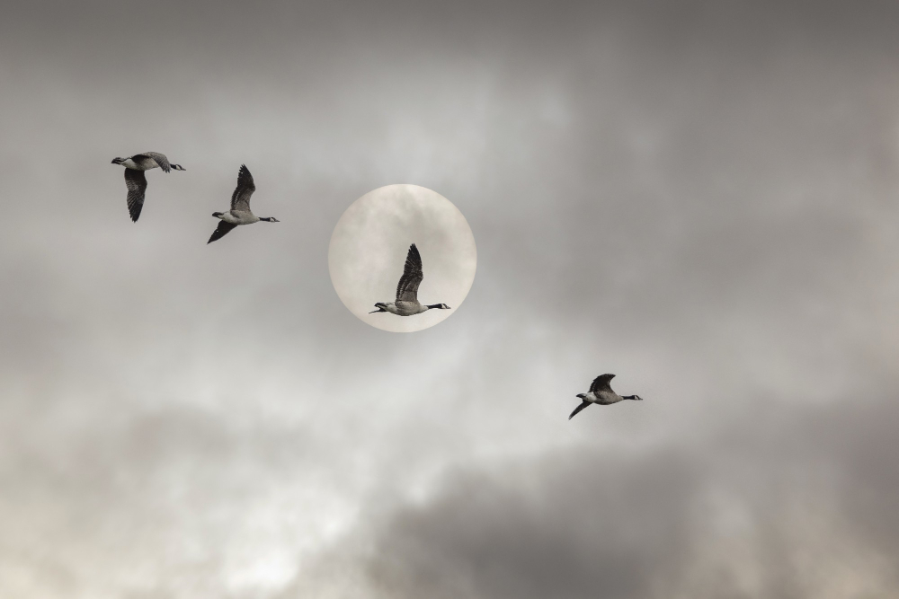 How different birds mate according to the moon's light