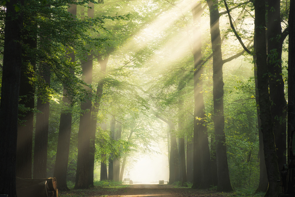 How Trees Communicate With Each Other Through A Secret Language