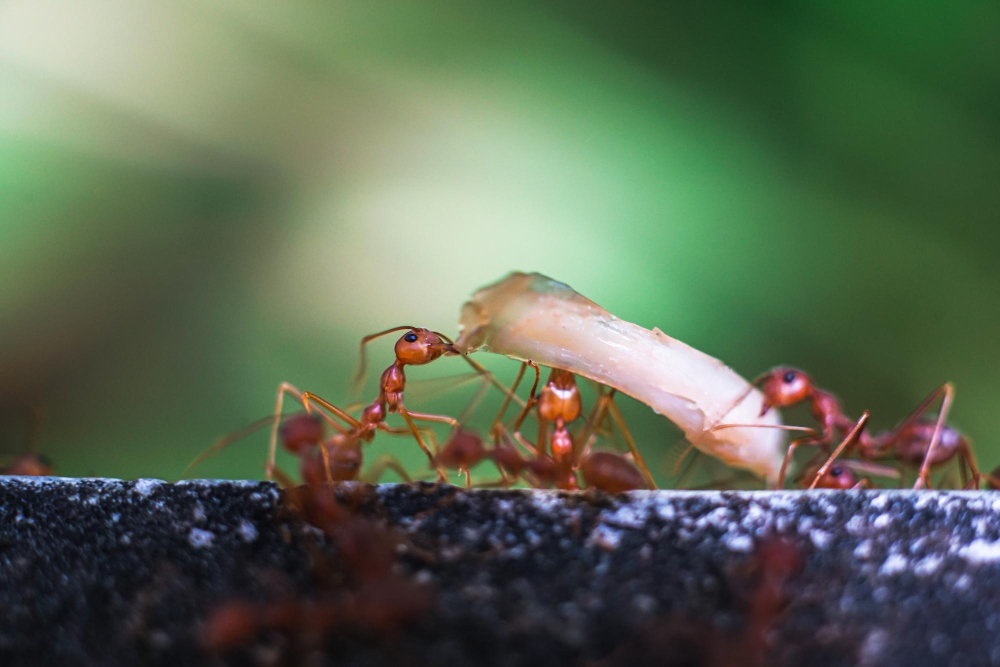 How insects can teach us about cooperation and coexistence