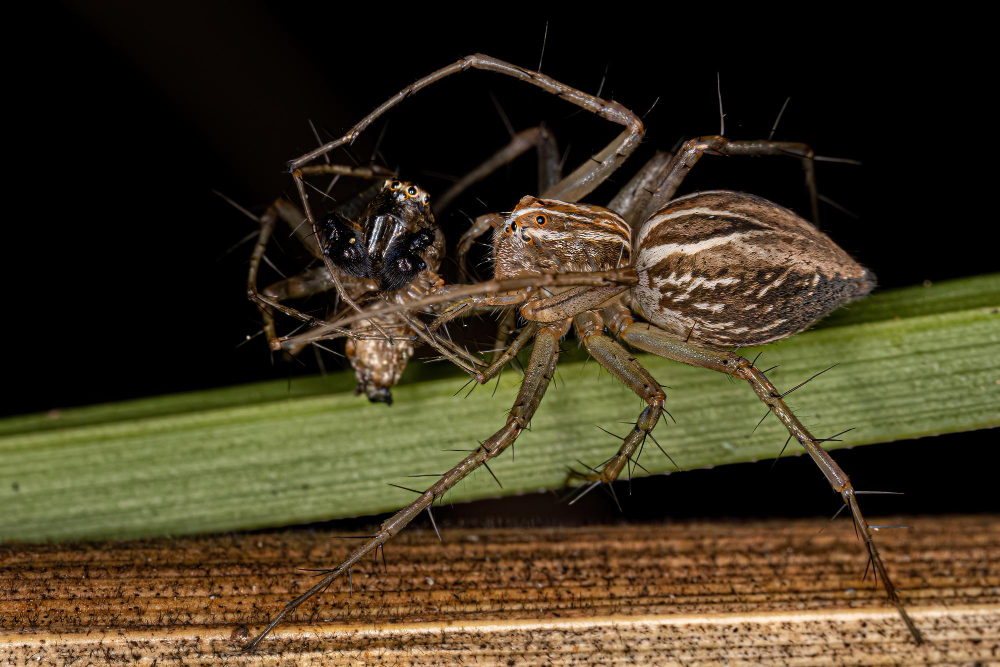 Arachnids in Nature: What Do They Eat and How Does It Impact Their Survival?