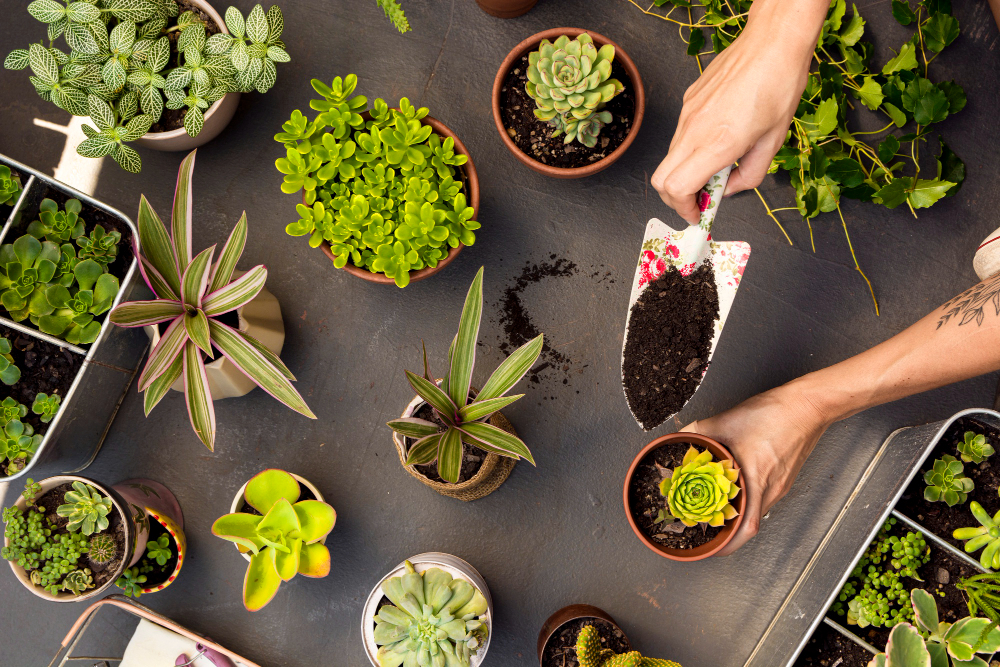 Plants Could Be the Key to Improving Our Memories