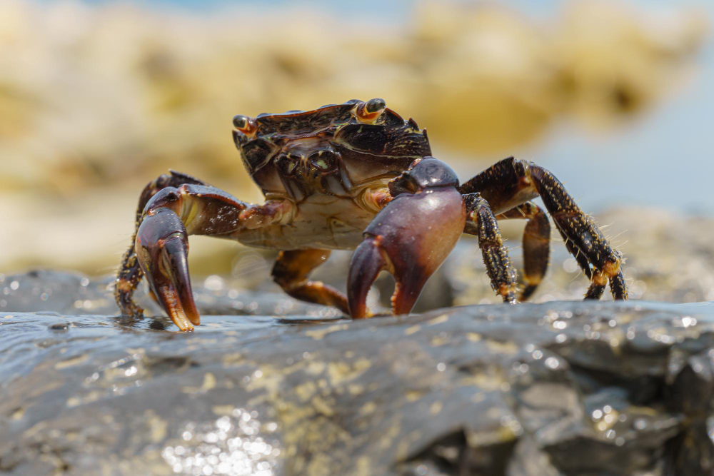 Bizarre Things That Crustaceans Actually Eat