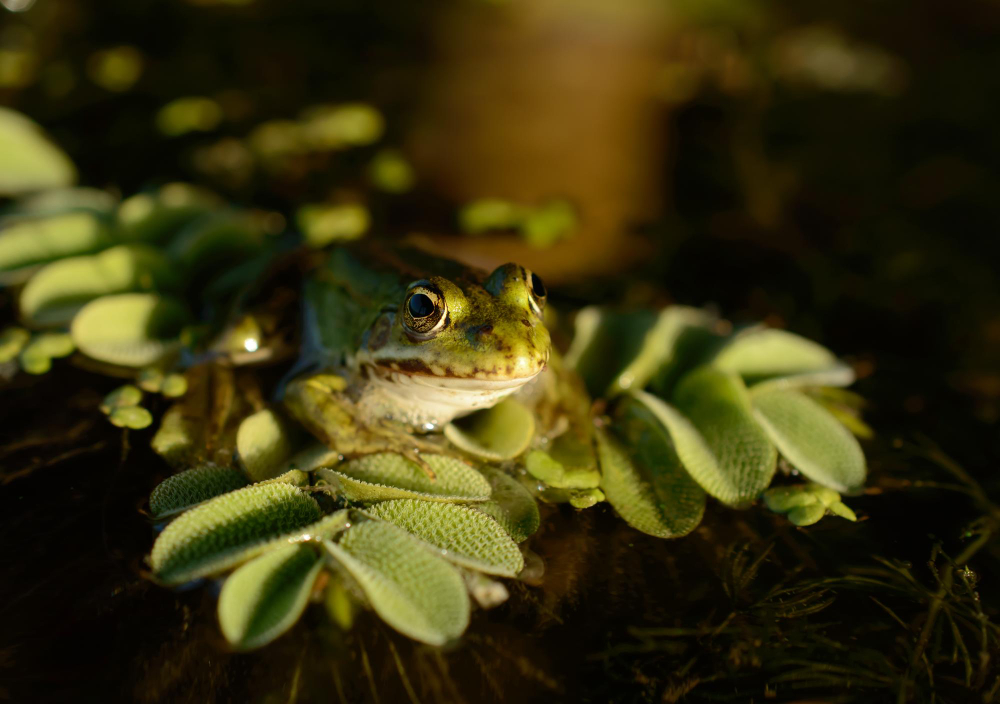Enchanting Amphibians You Didn't Know Were Living in Your Neighborhood