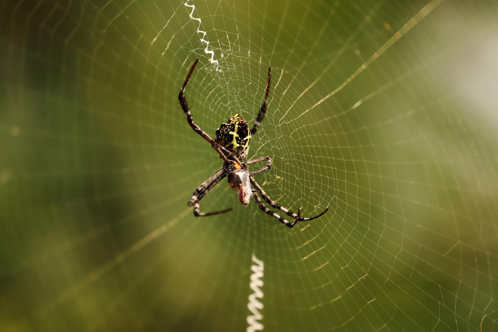 The Most Amazing Arachnids You'll Find in Nature!